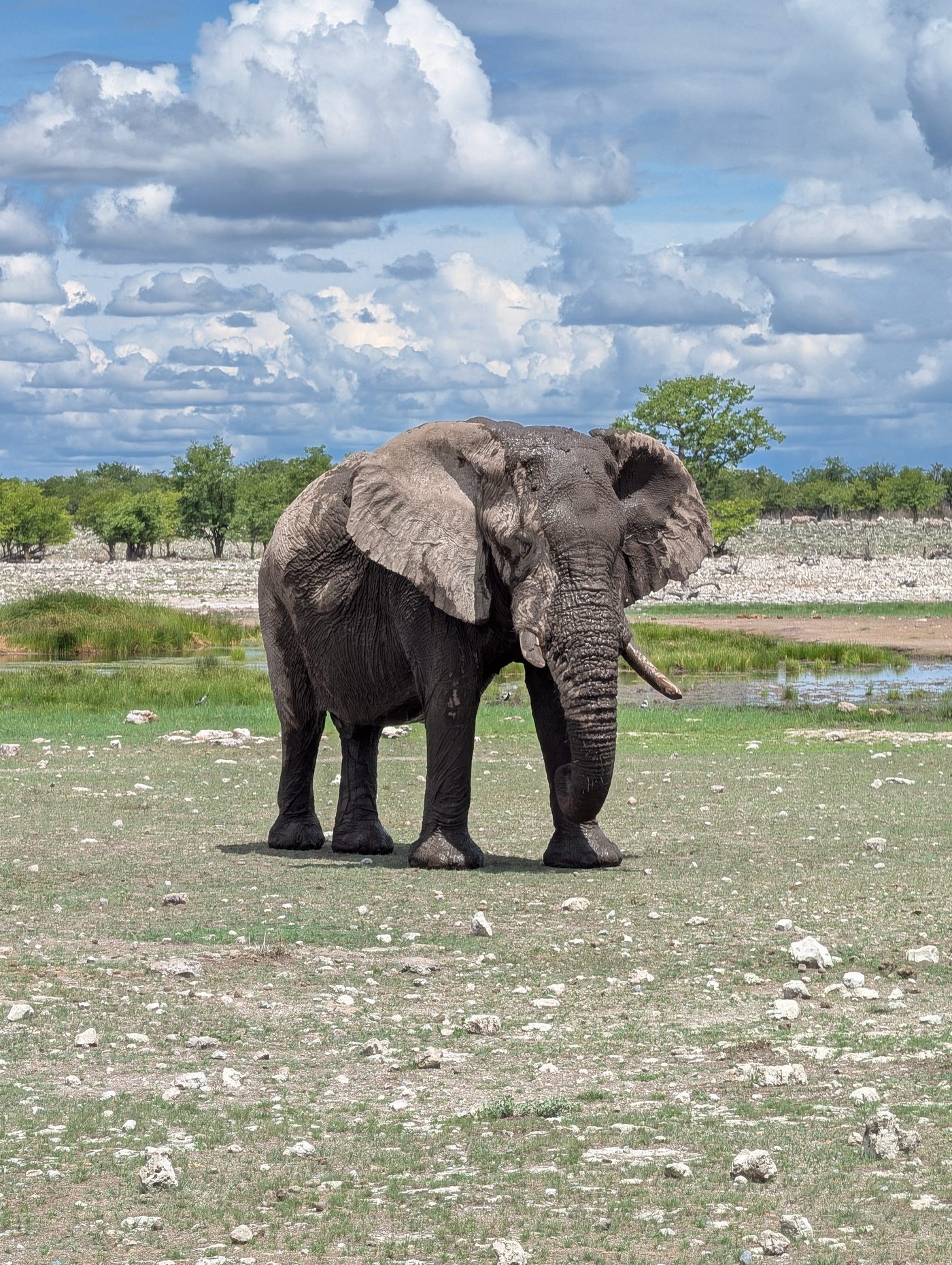 Etosha Salt Pan