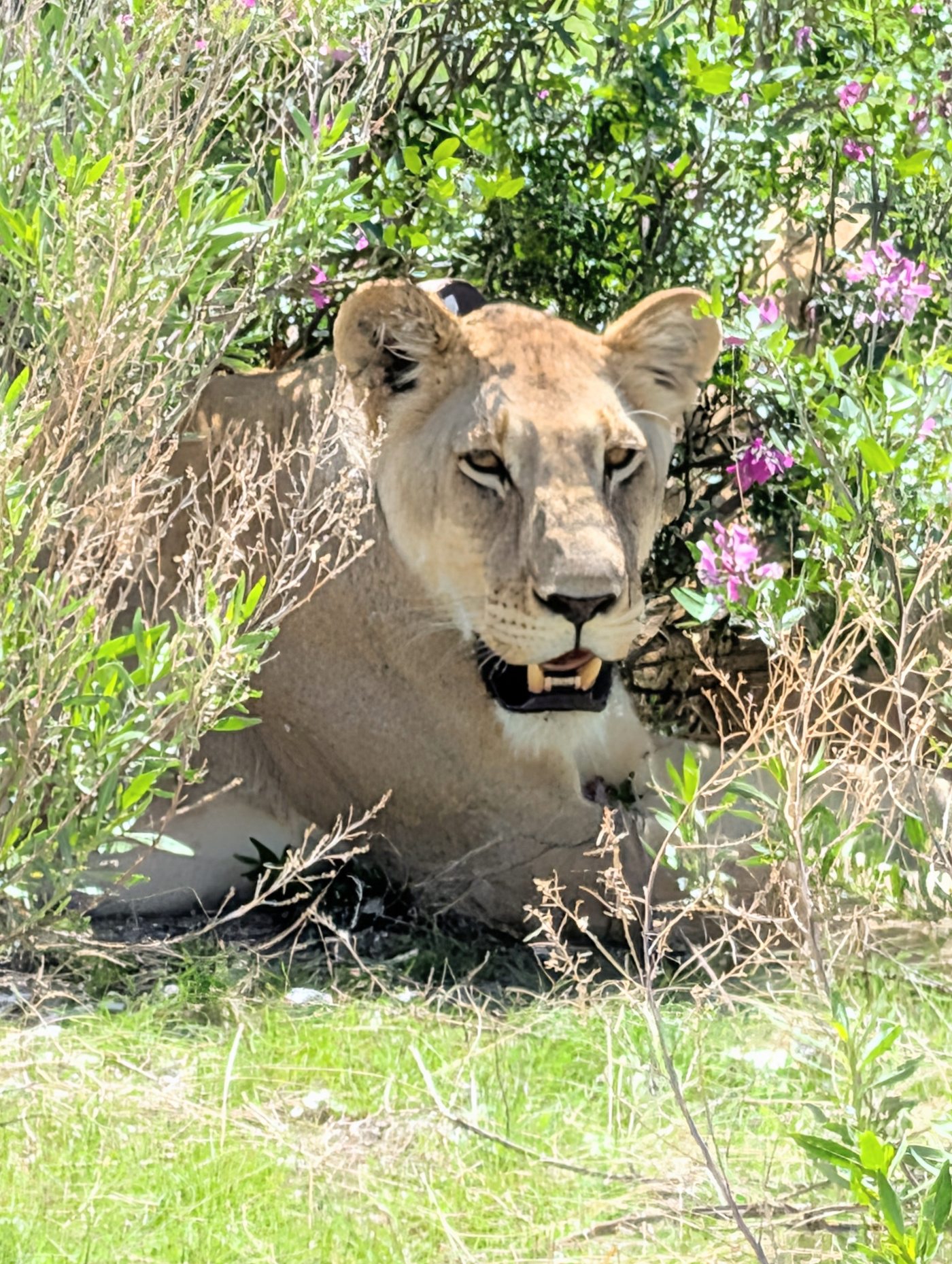 Lions Resting in Shade