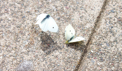 Butterlies